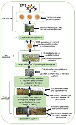 Development of Wheat (Triticum aestivum L.) Populations for Drought Tolerance and Improved Biomass Allocation Through Ethyl Methanesulphonate Mutagenesis
